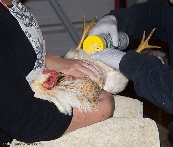 a thousand words Chicken dusting